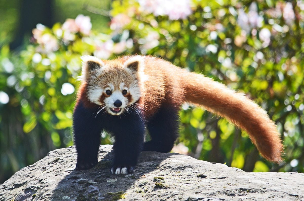 Red panda standing on a rock