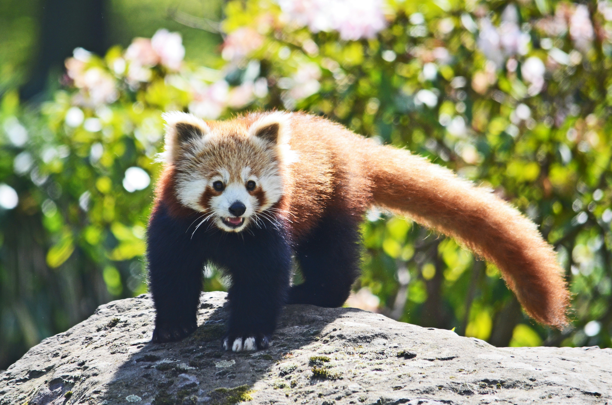 I adopt Red Pandas